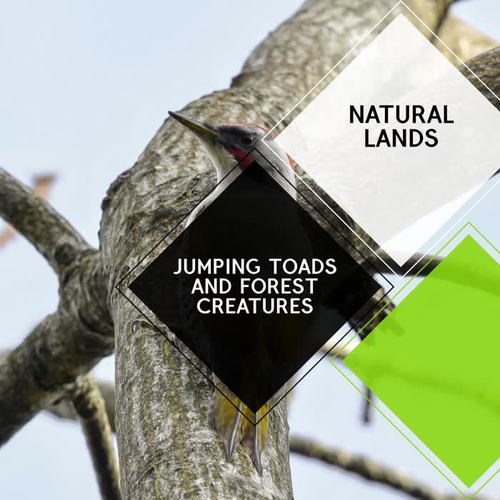 Jumping Toads and Forest Creatures - Natural Lands