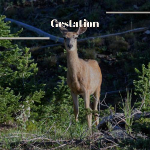 Gestation