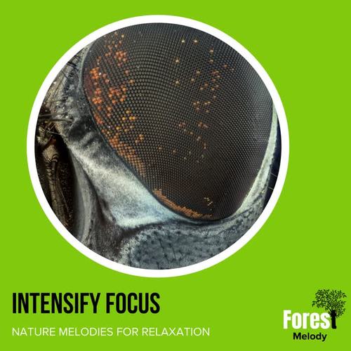 Intensify Focus - Nature Melodies for Relaxation