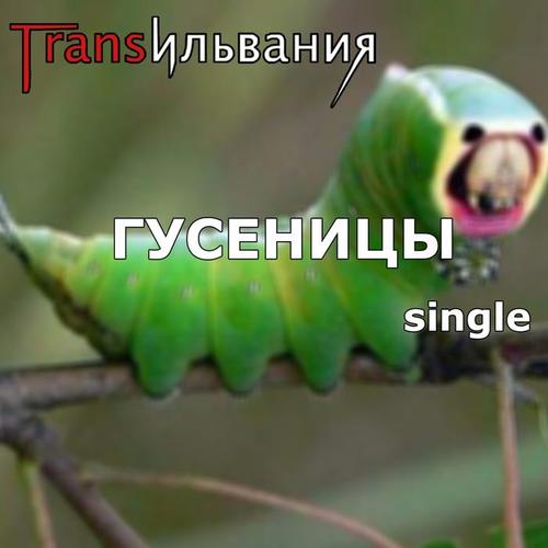 Гусеницы