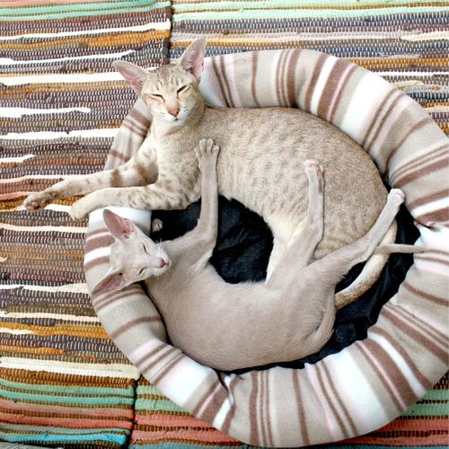 #Theta Waves for Cats - Natural Sleep Aid