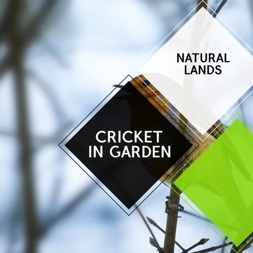 Cricket in Garden - Natural Lands