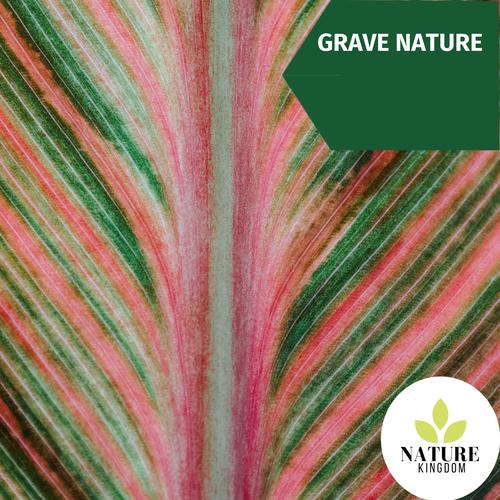 Grave Nature