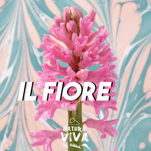 Il Fiore