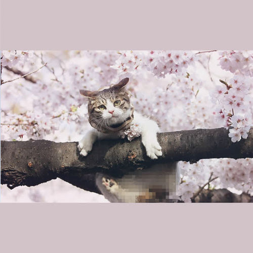 樱花未眠