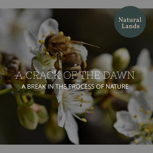 A Crack of the Dawn - A break in the Process of Nature