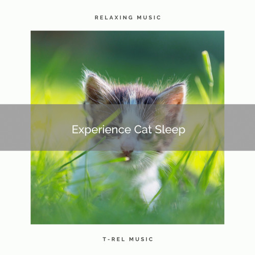 Experience Cat Sleep