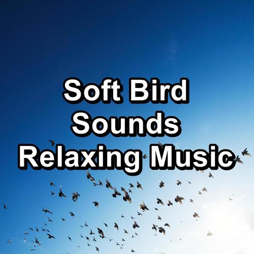 Soft Bird Sounds Relaxing Music