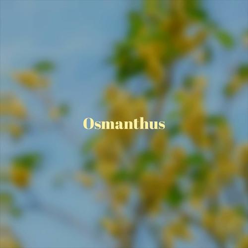 Osmanthus