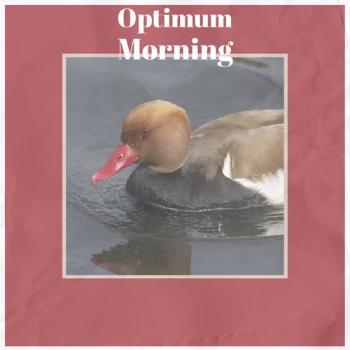 Optimum Morning