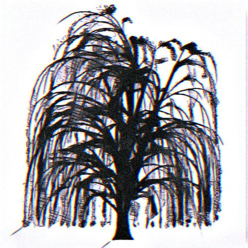 weeping willow