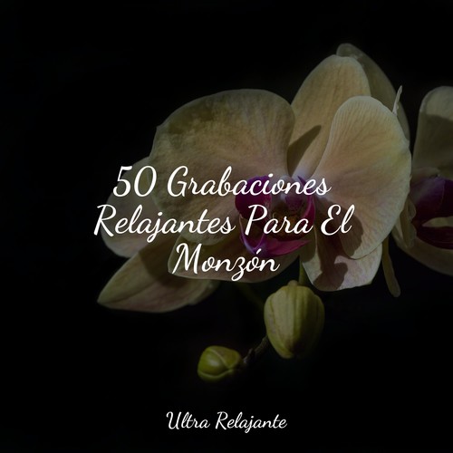 50 Grabaciones Relajantes Para El Monzón