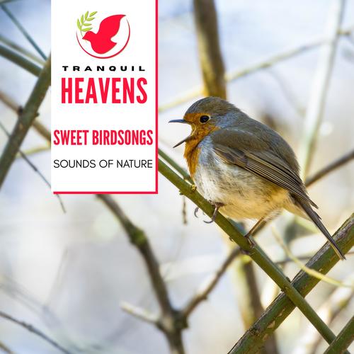 Sweet Birdsongs - Sounds of Nature