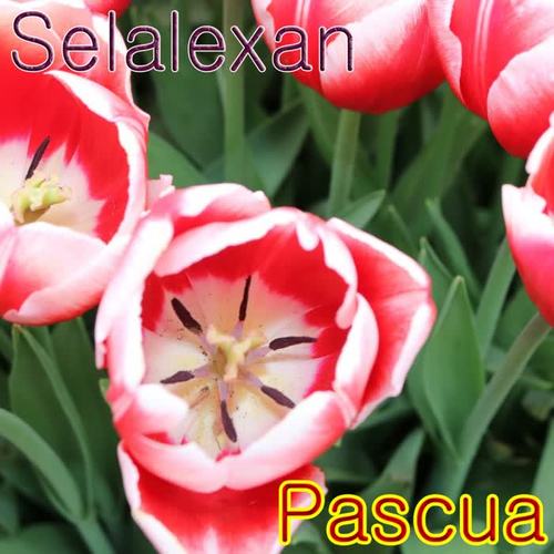 Pascua