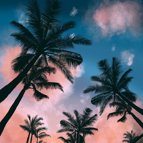 Palm Trees