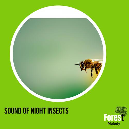 Sound of Night Insects