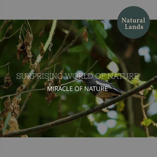 Surprising World of Nature - Miracle of Nature