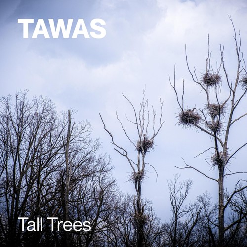 Tall Trees