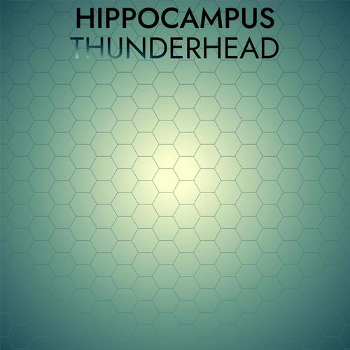 Hippocampus Thunderhead