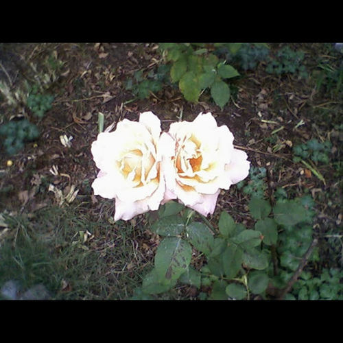 Two Roses: One Stem - Single