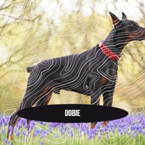 Dobie