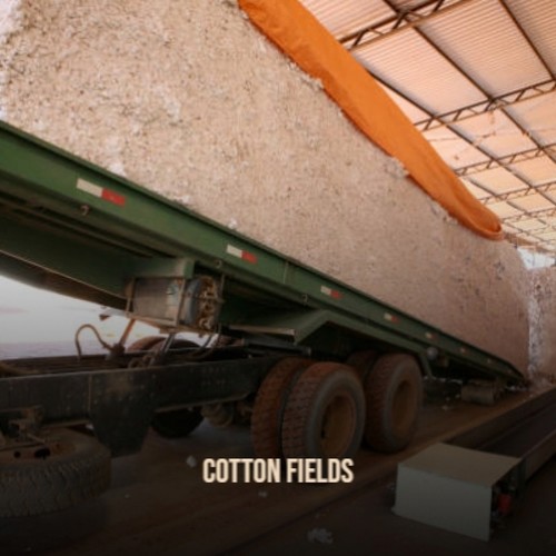 Cotton Fields