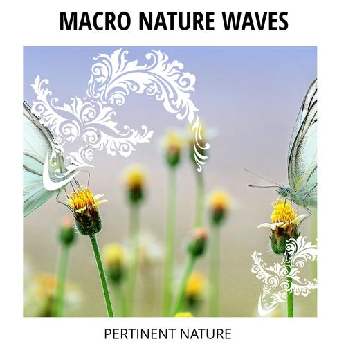 Macro Nature Waves - Pertinent Nature