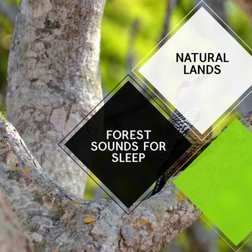 Forest Sounds for Sleep - Natural Lands