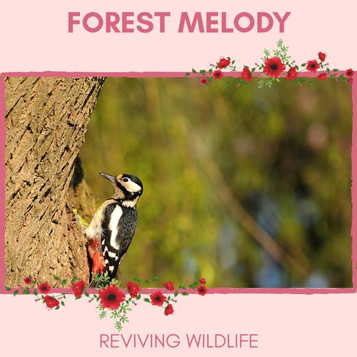 Forest Melody - Reviving Wildlife