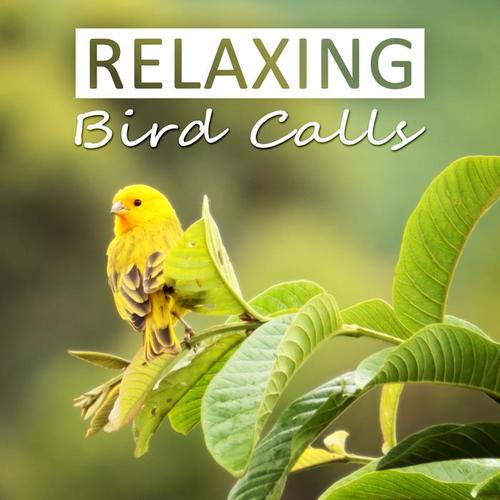 Relaxing Bird Calls - Sound Effects of Birds, Forest Ambience, Morning Bird Calls, Nature Calls You