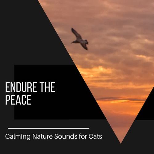 Endure the Peace - Calming Nature Sounds for Cats