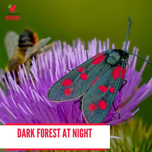 Dark Forest at Night