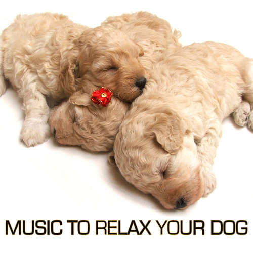 Music to Relax Your Dog