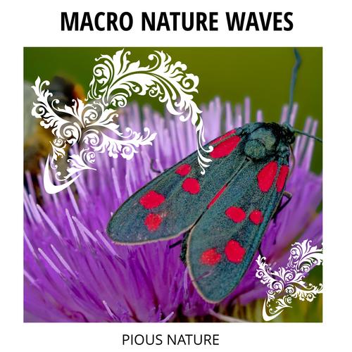 Macro Nature Waves - Pious Nature