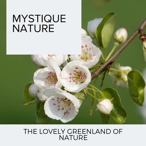 Mystique Nature - The Lovely Greenland of Nature