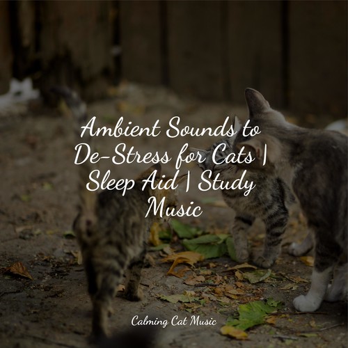 Ambient Sounds to De-Stress for Cats | Sleep Aid | Study Music