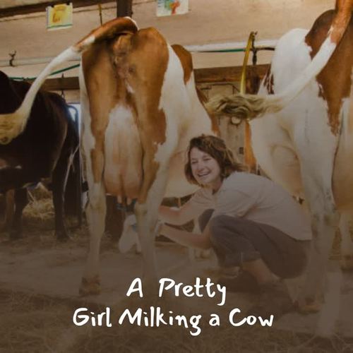 A Pretty Girl Milking a Cow