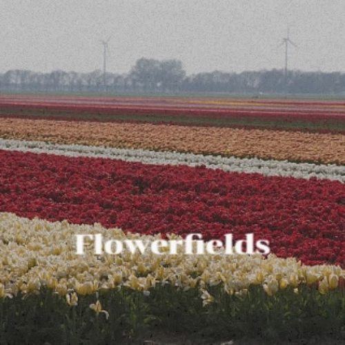 Flowerfields