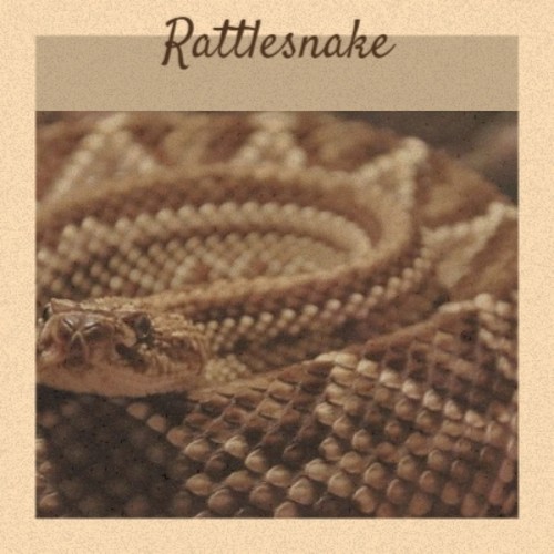 Rattlesnake