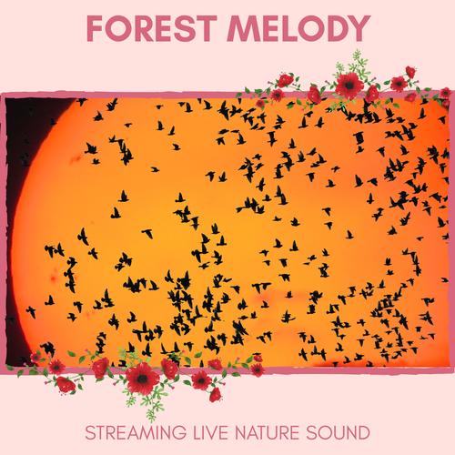 Forest Melody - Streaming Live Nature Sound