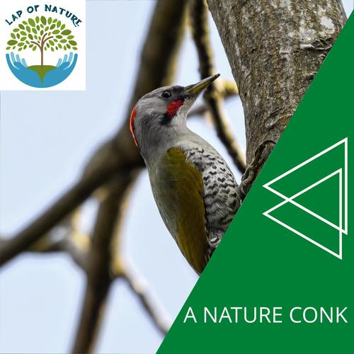 A Nature Conk