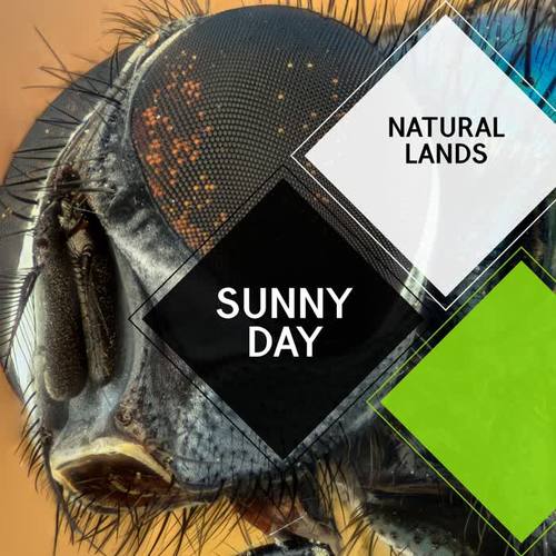 Sunny Day - Natural Lands