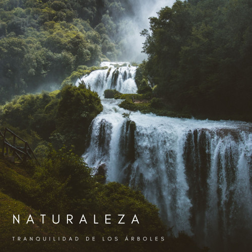 Naturaleza: Tranquilidad De Los Árboles