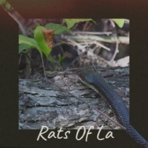 Rats Of La