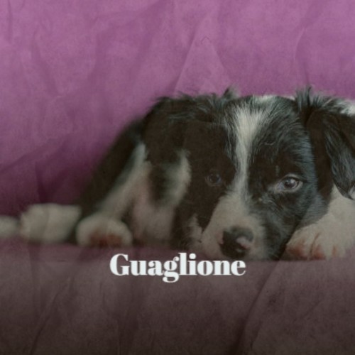 Guaglione