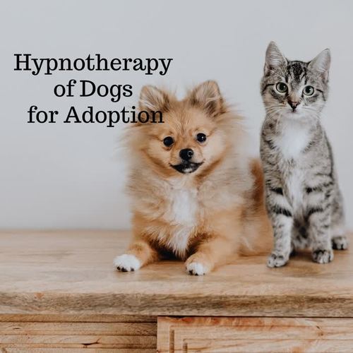 Hypnotherapy of Dogs for Adoption