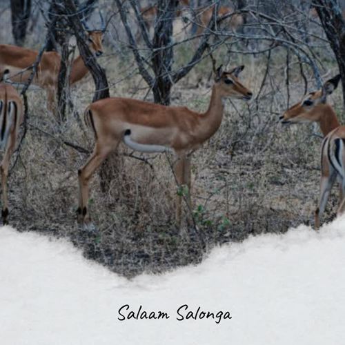 Salaam Salonga