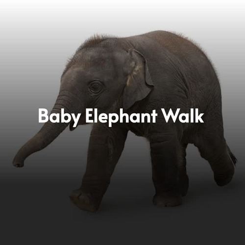 Baby Elephant Walk