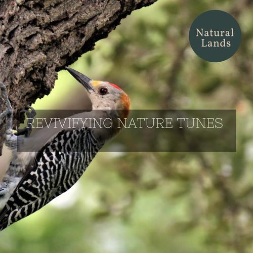 Revivifying Nature Tunes (Explicit)