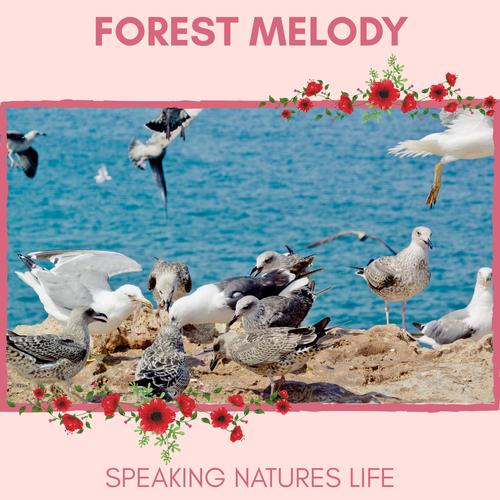 Forest Melody - Speaking Natures Life